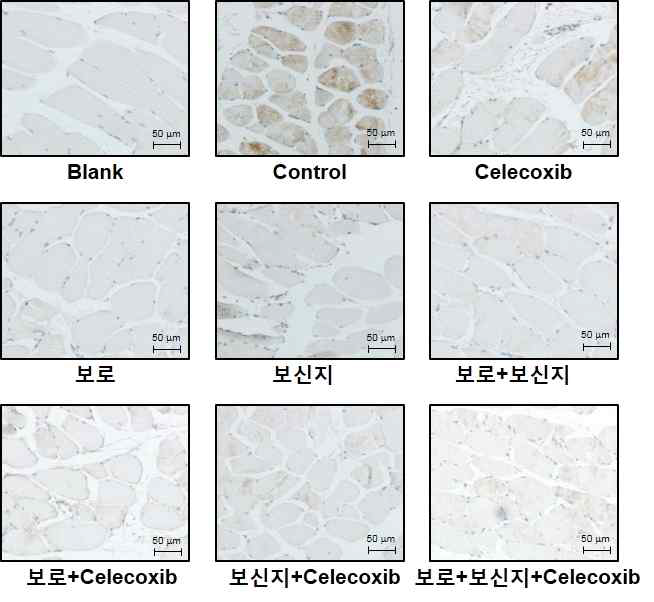 암성 악액질 동물모델에서 보로와 보신지 투여에 의한 Gastrocnemius 근육의 MuRF-1 발현 변화 확인