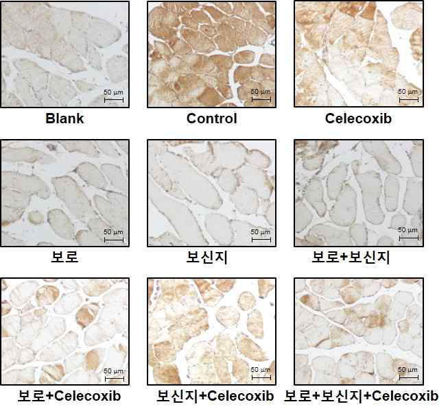 암성 악액질 동물모델에서 보로와 보신지 투여에 의한 Tibialis Anterior 근육의 MuRF-1 발현 변화 확인