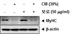 암성 악액질 근육세포모델에서 대장암세포 배양액에 의한 MyHC 발현 변화에 보로의 효과 확인