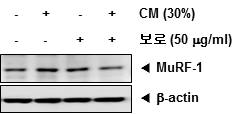 암성 악액질 근육세포모델에서 대장암세포 배양액에 의한 MuRF-1 발현 변화에 보로의 효과 확인