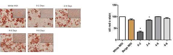 대장암세포 배양액에 의한 암성 악액질 지방세포모델 확립