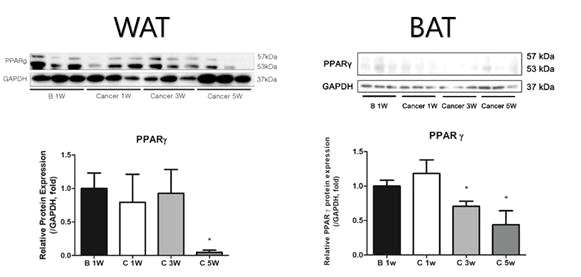 암성 악액질 동물모델의 지방조직에서 PPARg 발현 확인