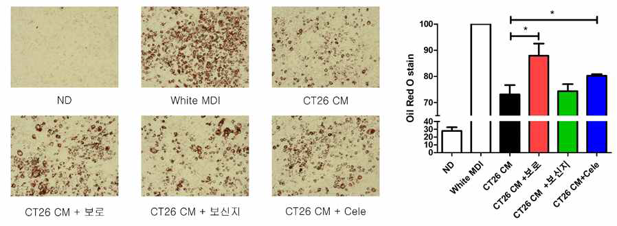 암성 악액질 지방세포모델에서 대장암세포 배양액 (CT26 CM)에 의한 지방생성 억제에 대한 보로, 보신지의 효과 확인