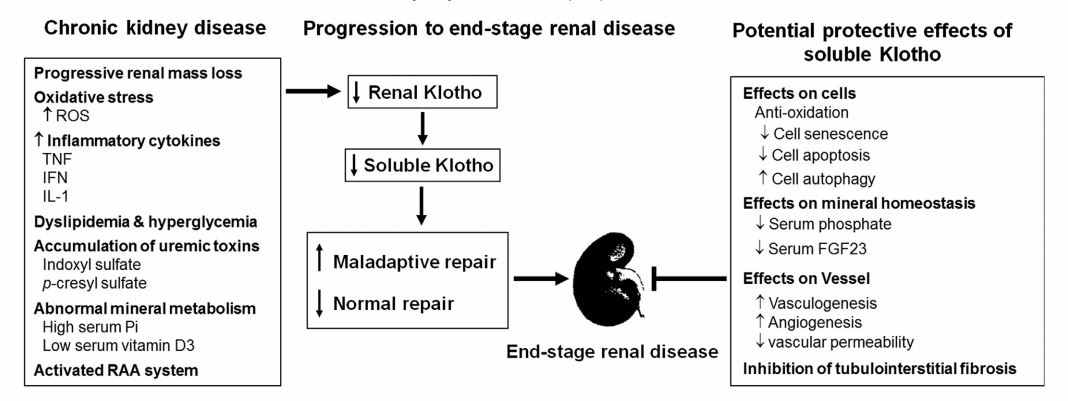 만성신장질환에서 Klotho의 적용. Neyra et al, 2017