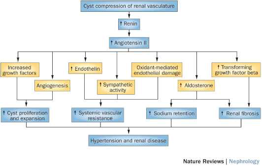 Angiotensinogen의 역할. Schrier et al, 2015