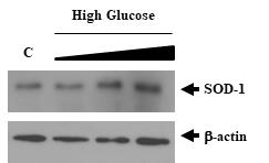 신장 세포에서 고농도의 포도당 처리에 의한 SOD-1의 발현 변화