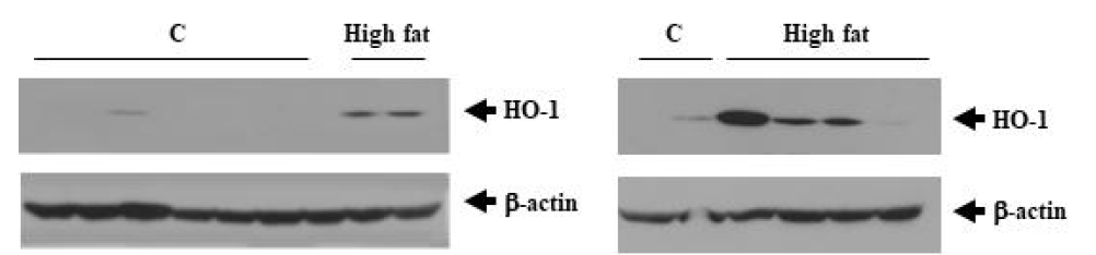 신장질환동물모델의 신장조직에서의 HO-1의 발현 변화