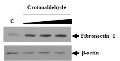 신장 세포에서 독성물질 처리에 의한 Fibronectin 1의 발현 변화