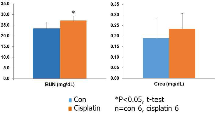 Cisplatin을 주사하여 질환을 유도한 마우스의 BUN과 Crea의 변화