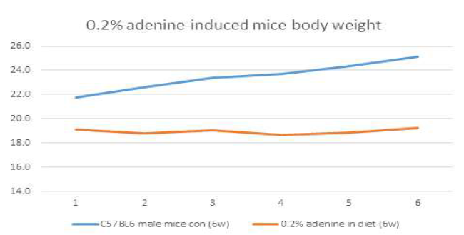 0.2% adenine 함유 사료를 6주 동안급여하여 질환을 유도한 1차 실험의 마우스의 무게 변화