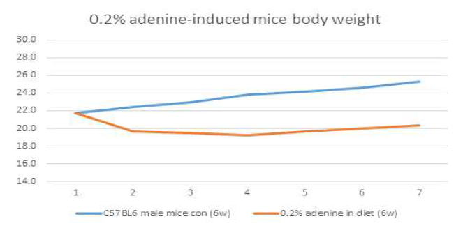 0.2% adenine 함유 사료를 6주 동안급여하여 질환을 유도한 2차 실험의 마우스의 무게 변화