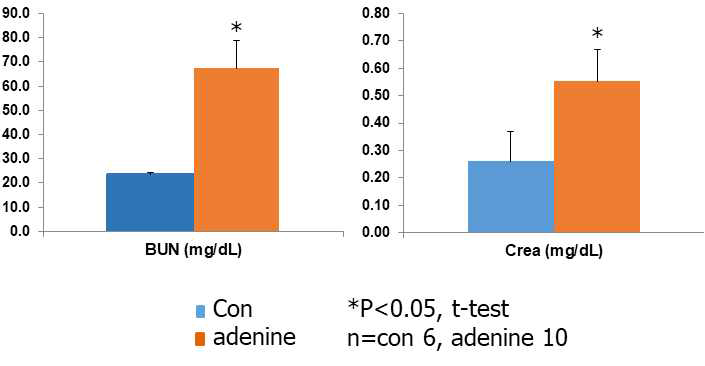 0.2% adenine 함유 사료를 6주 동안급여하여 질환을 유도한 2차 실험의 마우스의 BUN과 Crea의 변화