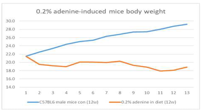 0.2% adenine 함유 사료를 12주 동안 급여하여 질환을 유도한 마우스의 무게 변화