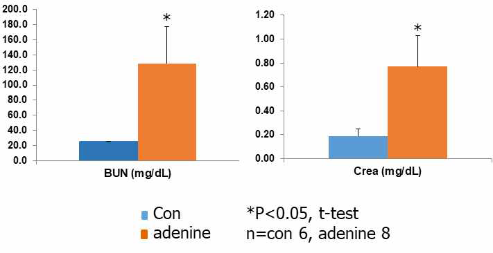 0.2% adenine 함유 사료를 12주 동안 급여하여 질환을 유도한 마우스의 BUN과 Crea의 변화