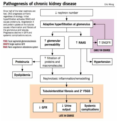 만성신장질환의 병인론. Mcmaster pathophysiology review, Eric Wong