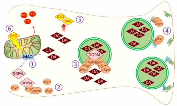 도파민 신경세포 내에서 마이토콘드리아 이상이 어떻게 도파민 (산화물)을 증대시키는지 이론을 구현함