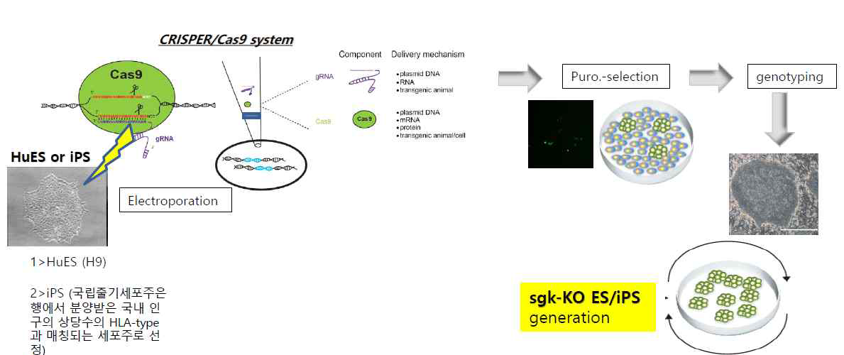 유전자 편집 기술을 활용한 SGK1 발현 저하 줄기세포주 확립