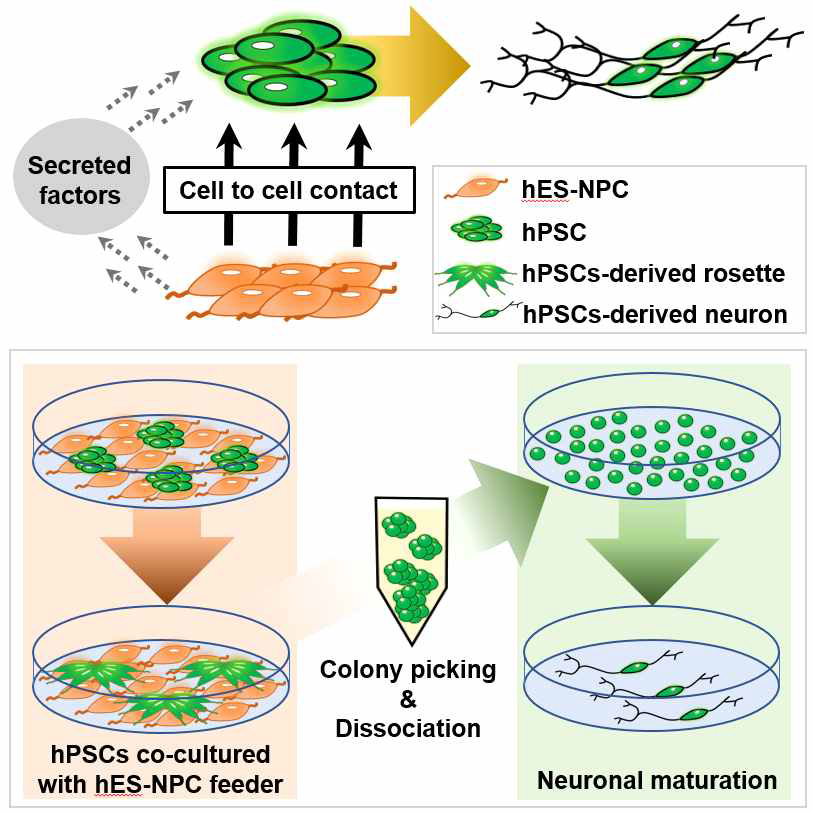 신경전구세포(hES-NPC)를 사람 전분화능 줄기세포(hPSC)와 공배양 시, 신경전구세포가 상호작용을 통하여 전분화능 줄기세포를 매우 빠르게 신경세포(hPSC derived neuron)로 분화시킴 (그림 위쪽). 이를 바탕으로 다양한 사람 전분화능 줄기세포주를 신경전구세포와의 공배양을 통해 효율적으로 신경세포로 분화시킬 수 있는 새로운 분화 전략을 제시함 (그림 아래쪽)