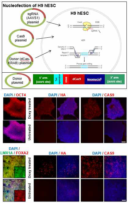 Doxy 처리에 의해 dCASKRAB이 발현되는 1차 세포주 수립 및 확인