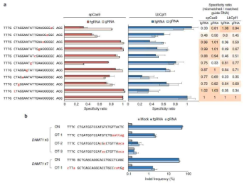 신규 유전자가위 fgRNA의 정확도 분석 결과