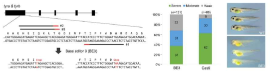 CRISPR 기반 Base editing 기술을 이용한 Xenopus 동물모델 구축