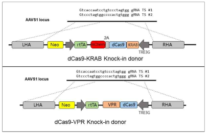 CRISPR variant 삽입을 위한 구조체 설계 및 제작