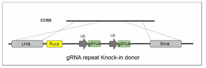 세포내 gRNA삽입을 위한 구조체 설계 및 제작