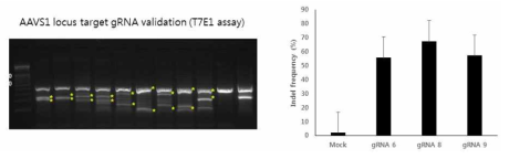 AAVS1 locus에 대한 gRNA 디자인 및 검증