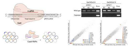 CRISPR 라이브러리에 대한 선별적 조작 기법 개발