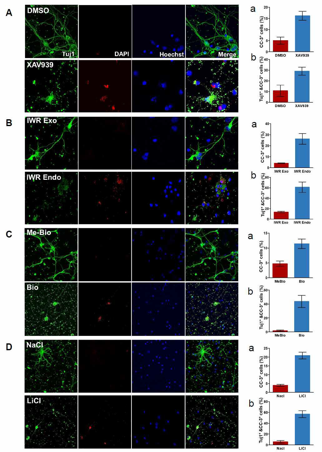 Wnt signaling의 조절에 이상이 생기면 hippocampal neuron의 degeneration이 일어남