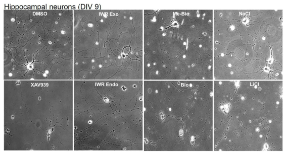 Mest/Peg1 의 발현이 neuro-differentiation 되는 동안 발현이 증가 함. 이는 Mest/Peg1이 neuronal differentiation 또는 survival에 중요함을 시사 함