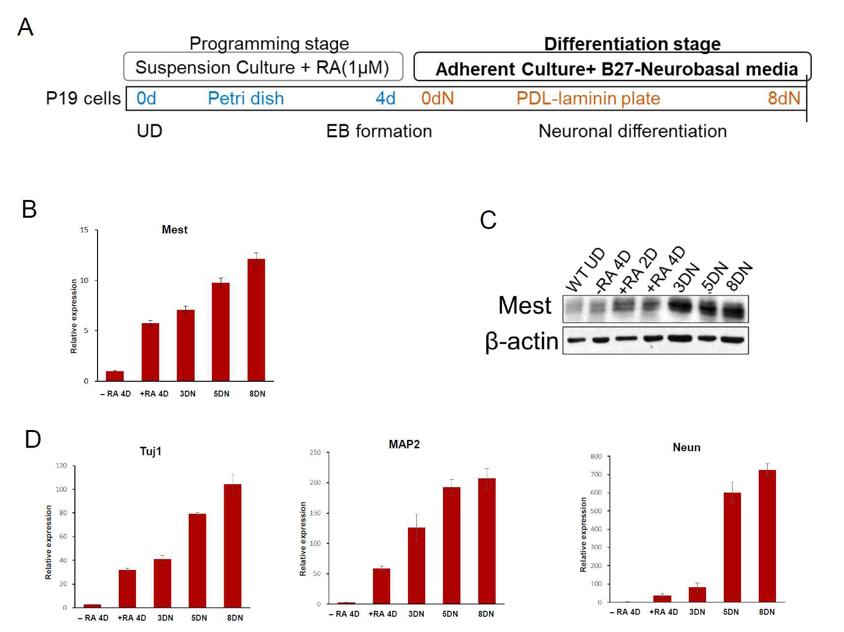 Mest/Peg1 의 발현이 Embryonic stem cell 또는 P19EC cell의 neuro-differentiation 되는 동안 증가 함