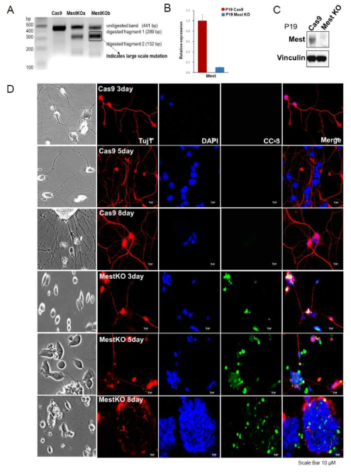 CRISPR-Cas9 system을 이용하여 Mest/Peg1을 Embryonic stem cell에서 knockout 시키면 differentiation 이 전반적으로 억제됨