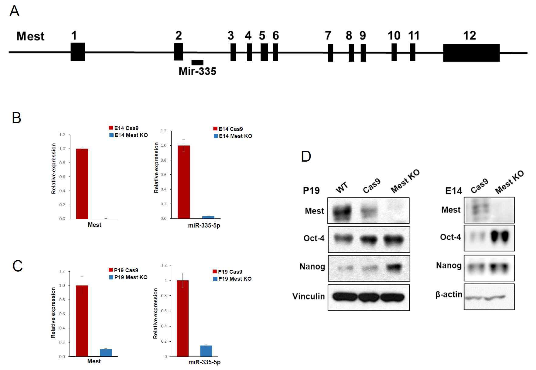 Mest guide RNA를 inducible 하게 발현 시키면, neurodifferentiation 이 blocking 되고, Wnt target gene의 발현이 증가함. 아래 그림 A에서 보는 split 된 Cas9이 Rafamycin dependent 하게 결합하여 functional 한 Cas9으로 작용하는 system을 이용하여 신경세포가 만들어지는 동안에 Mest의 level을 감소시켰을 때 신경세포의 분화가 현저하게 억제되고 Wnt signaling이 증가함을 확인함. 이는 치매 환자에서 점차적으로 Mest의 발현이 감소 될 경우 신경세포의 사멸이 일어 날 수 있음을 시사함