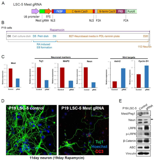 Mest gRNA를 inducible 하게 발현시켰을 때의 phase contrast image