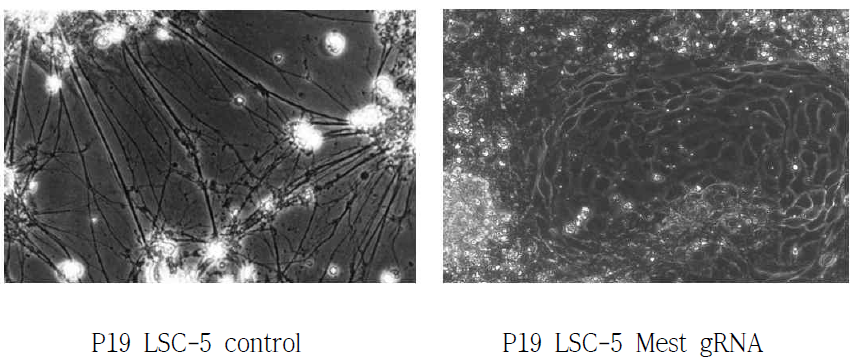Mature한 신경세포에 Mest-shRNA를 발현하는 Lentivirus를 infection 시켰을 경우 신경세포의 사멸이 neuronal marker의 발현의 감소와 Wnt target gene의 발현 증가가 수반되어서 일어남. 이 결과는 치매 환자에서 Mest/Peg1의 발현이 감소되었을 경우 신경세포의 사멸이 유발 될 수 있음을 시사함