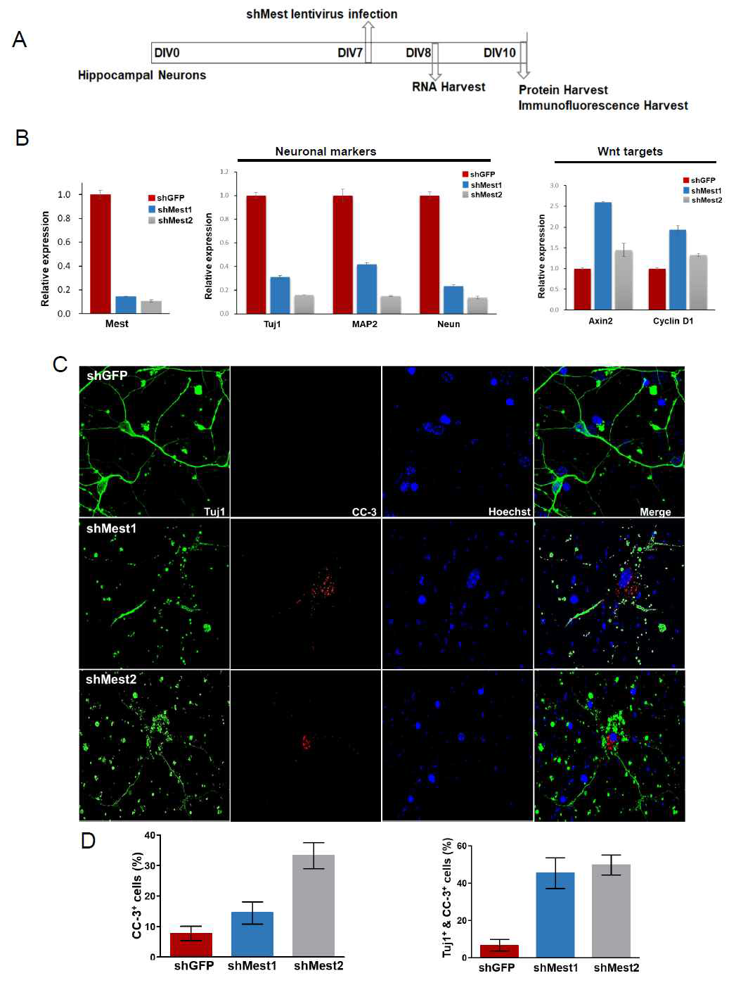 Publically available database의 분석에서, Neurofibrillary tangle이 많은 AD 환자에서 Mest 의 발현이 낮음을 확인함