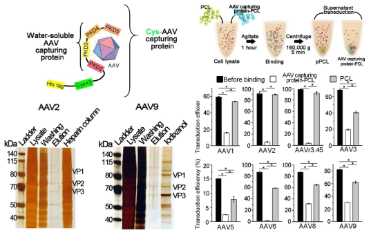 AAV 상호작용 단백질과 생체적합성 고분자 이용 AAV 분리/정제 시스템 개발