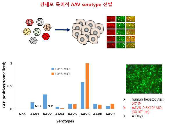 간세포 특이적인 AAV serotype 결정