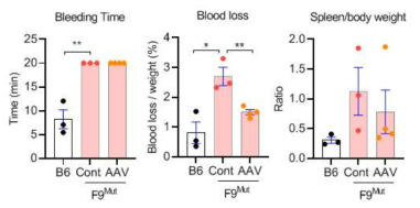 AAV-hF9-luciferase transduction 이후 bleeding assay