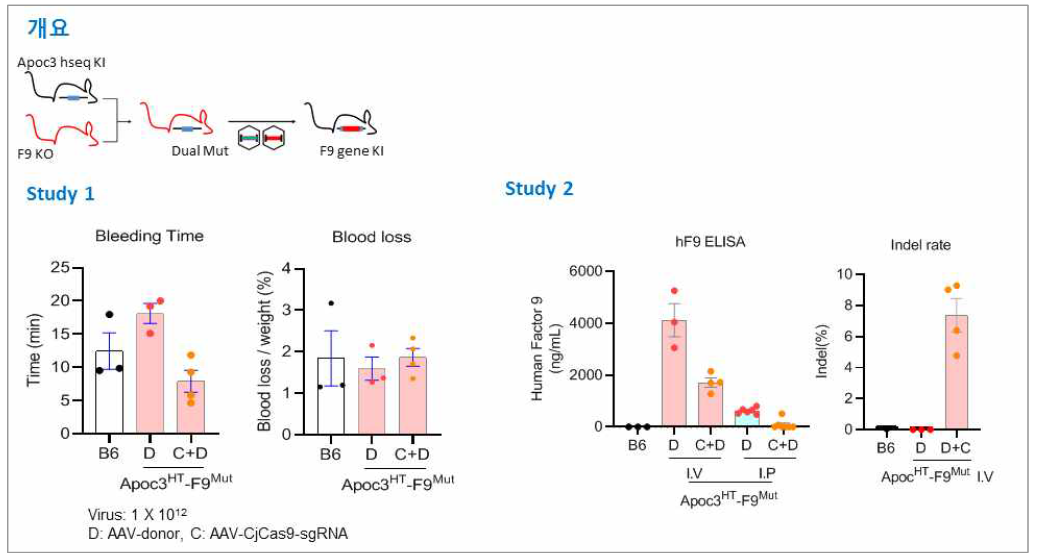 Liver Biofactory test (APOC3 인간 시퀀스를 가지며 동시에 F9이 knockout 된 마우스에 hF9 넉인 실험)