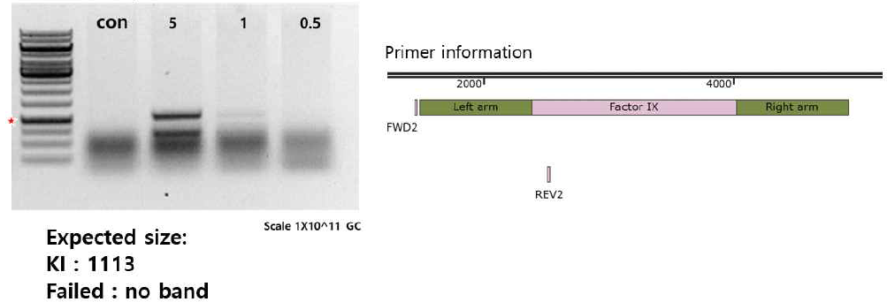 Factor 9 knockout iPSC 세포주에서 F9이 APOC3 부위에 넉인된 세포주 확보