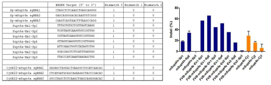 Mouse Spt4의 타겟 SpCas9/CjCas9 유전자가위 서열 및 활성결과