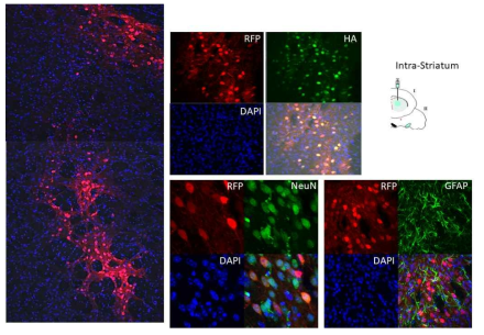 In vivo AAV biodistribution 평가: Intra-striatum 투여