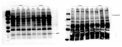 Spt4의 유전체편집 효율을 western blot을 통해 확인 (AAV-Spt4-RFP; SVZ 투여)