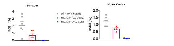 AAV-Spt4-RFP (NSC or Neuron-specific) in vivo 유전체편집 평가 (ST 투여)