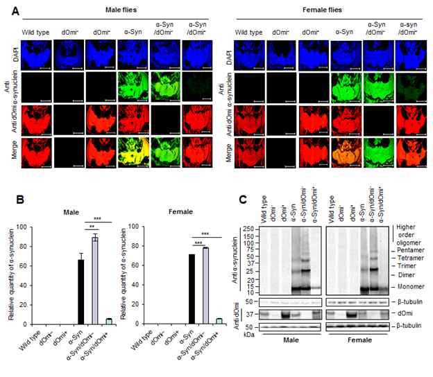 뇌기능 장애 초파리 모델을 이용한 뇌기능 결정유전자 dOmi단백질의 in vivo 효능