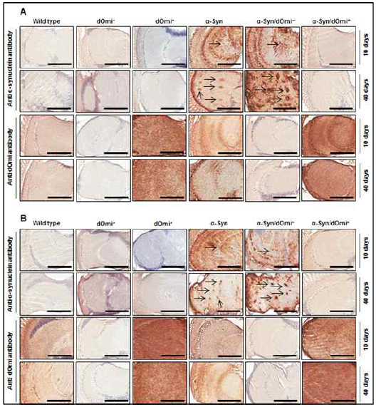 뇌기능장애 초파리모델을 이용하여 Parkinson질병 결정유전자 hOmi 단백질의 in vivo 효능