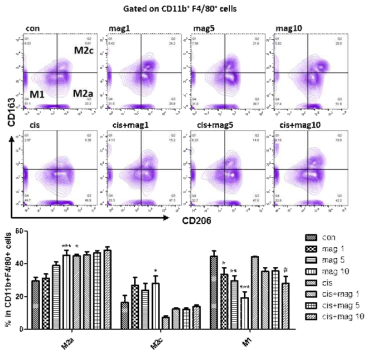 Magnolol에 의한 M2c형 대식세포의 증가