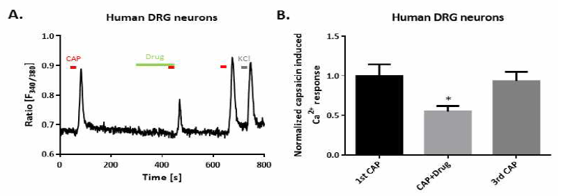 후근절 신경세포 내 통증 담당 수용체의 기능억제 확인 A) 인간 면역-신경세포 공동배양을 기반으로 TRPV1 길항제 처리를 통해 인간 후근절 신경세포의 TRPV1-mediated Ca2+ transient가 억제된 것을 확인 B) 표준화한 TRPV1-mediated Ca2+ transient 정도를 나타낸 그래프. (* p < 0.05)